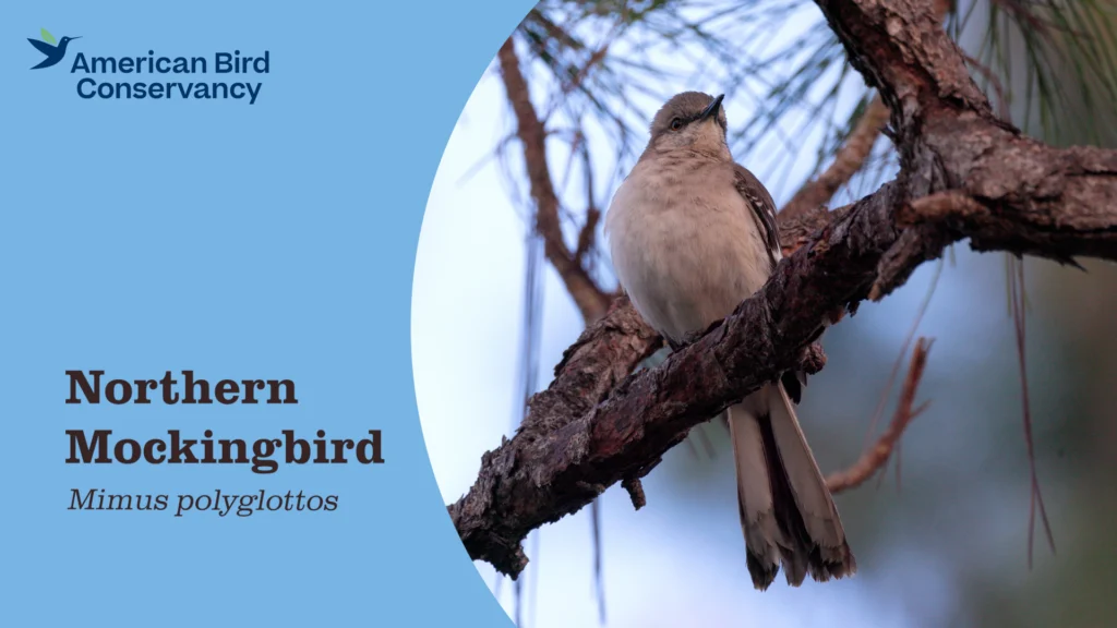 Northern Mockingbird video thumbnail.