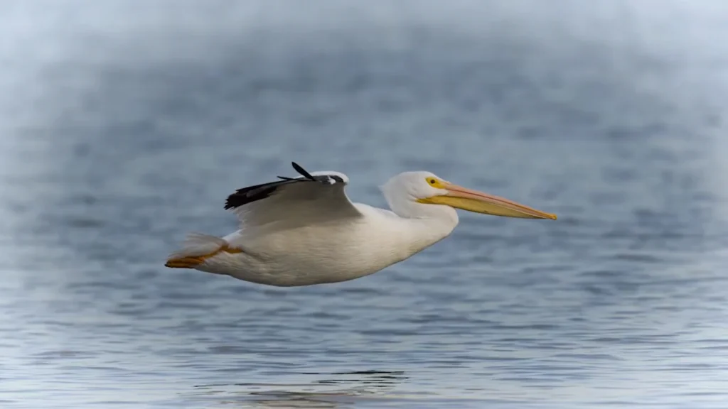 Pelicans vs. Oil Spill Peru Thumbnail. by Emi Koch/Coast 2 Coast