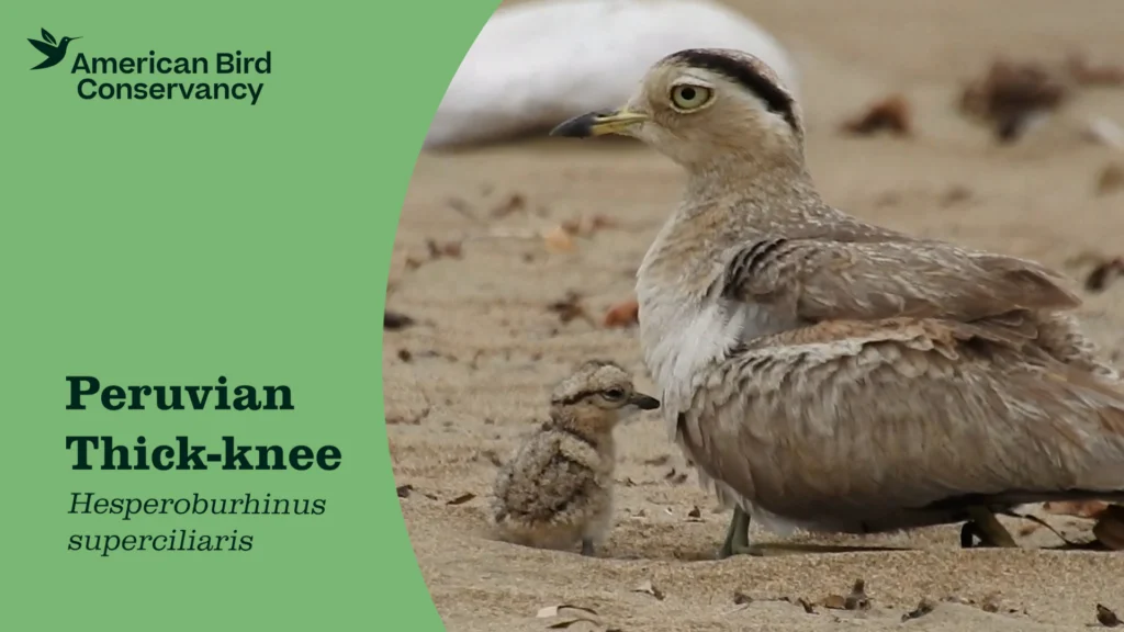 Peruvian Thick-knee YT Thumb
