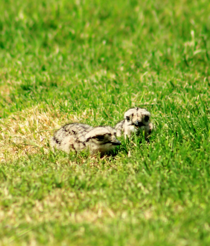 Peruvian Thick-knee chicks. Photo by Fidel Lara Valdés, Cornell Lab of Ornithology | Macaulay Library.