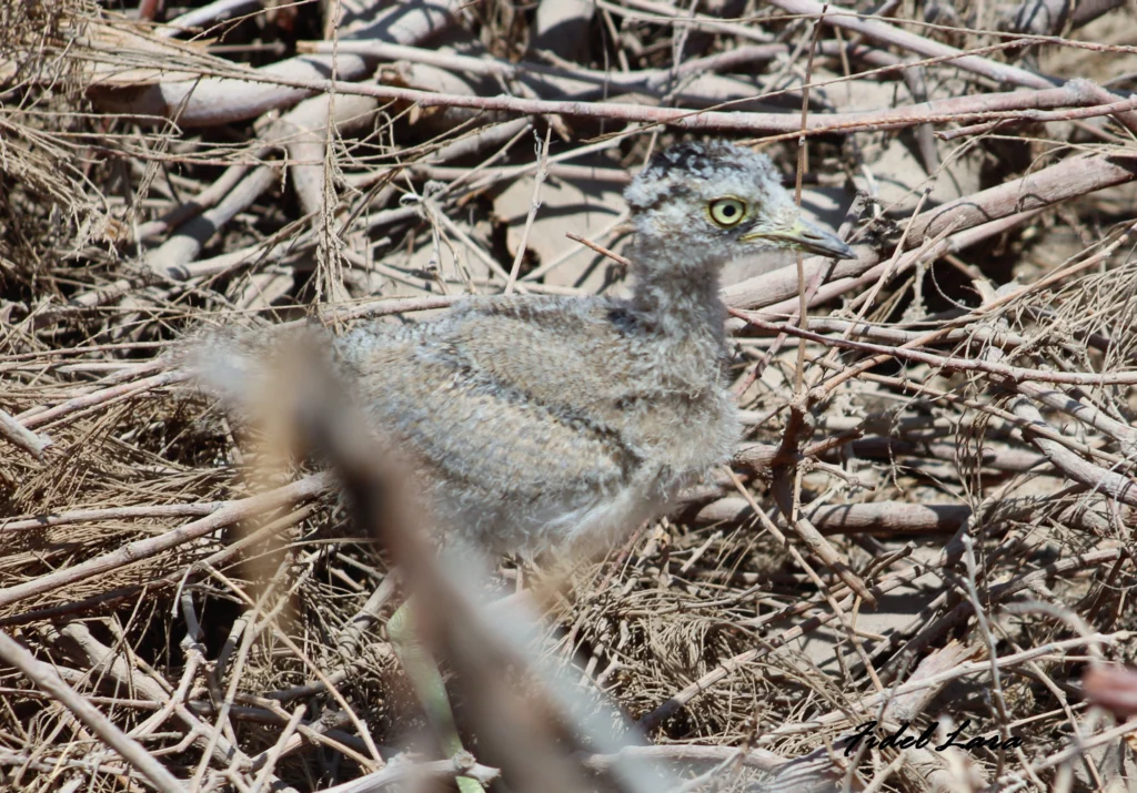 Peruvian Thick-knee juvenile. Photo by Fidel Lara Valdés, Cornell Lab of Ornithology | Macaulay Library.