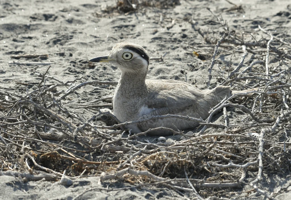 Peruvian Thick-knee on nest. Photo by Juan José Chalco Luna, Cornell Lab of Ornithology | Macaulay Library.