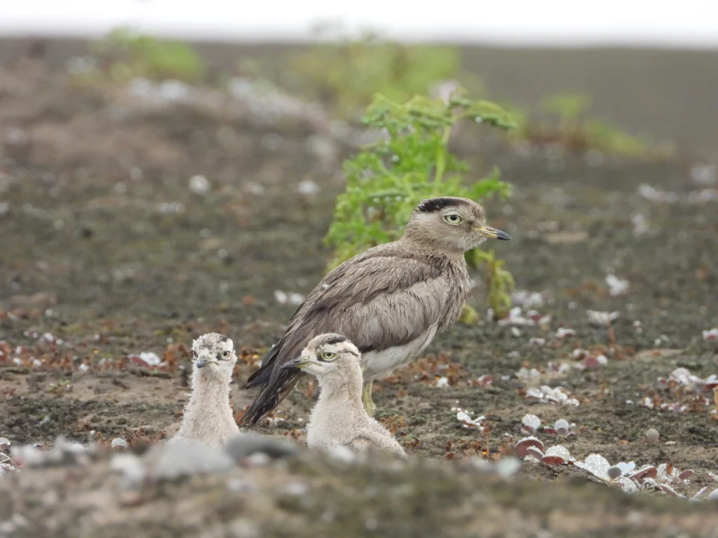 Peruvian Thick-knee with chicks. Photo by Kevin Jiménez Gonzales, Cornell Lab of Ornithology | Macaulay Library.