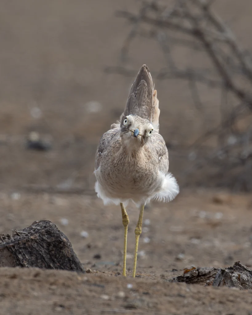 Peruvian Thick-knee. Photo by Chris Miller, Cornell Lab of Ornithology | Macaulay Library.