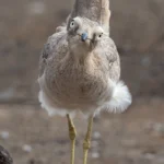 Peruvian Thick-knee. Photo by Chris Miller, Cornell Lab of Ornithology | Macaulay Library.