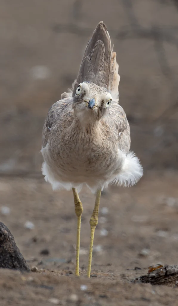 Peruvian Thick-knee. Photo by Chris Miller, Cornell Lab of Ornithology | Macaulay Library.