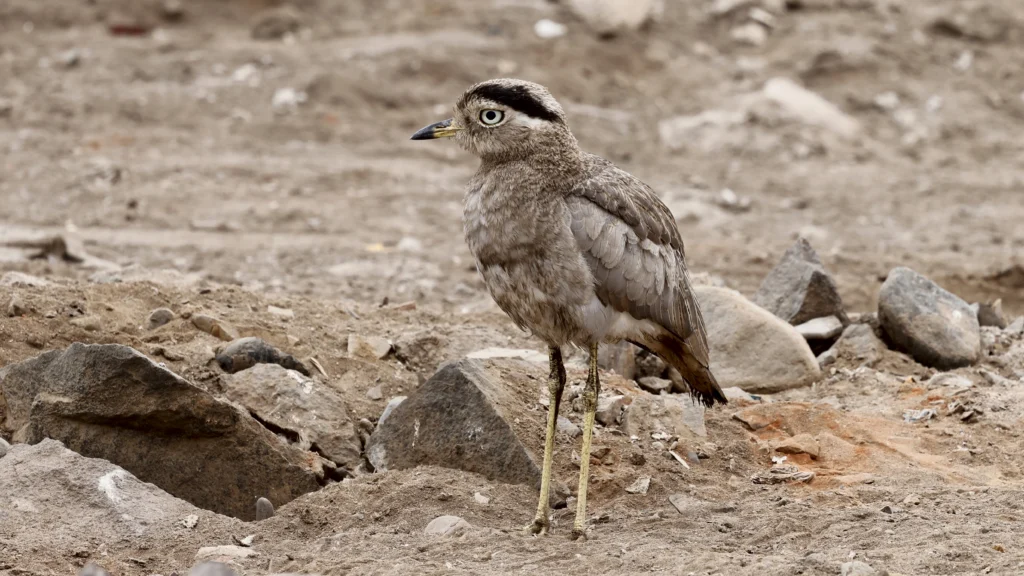 Peruvian Thick-knee. Photo by Claudi Racionero, Cornell Lab of Ornithology | Macaulay Library.