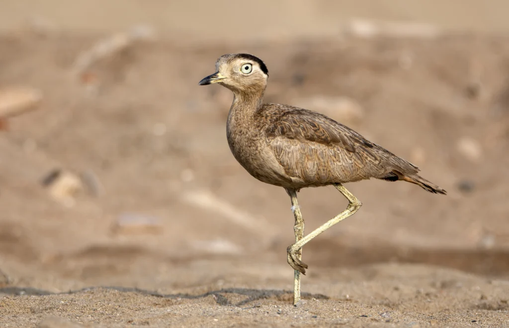 Peruvian Thick-knee. Photo by David F. Belmonte, Cornell Lab of Ornithology | Macaulay Library.