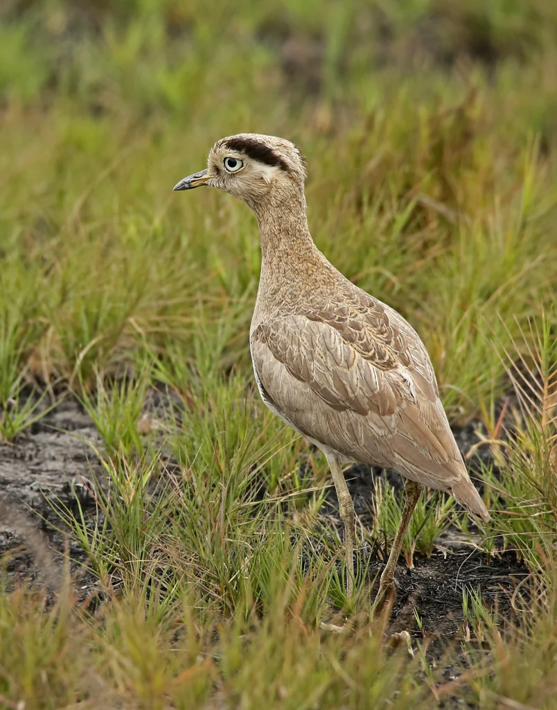 Peruvian Thick-knee. Photo by Roger Ahlman, Cornell Lab of Ornithology | Macaulay Library.