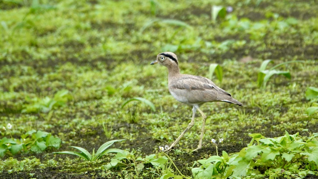 Peruvian Thick-knee. Photo by Tom Shepard, Cornell Lab of Ornithology | Macaulay Library.