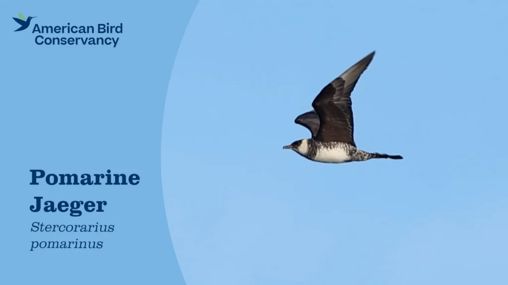 Pomarine Jaeger YouTube Thumbnail.