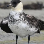 Pomarine Jaeger. Photo by Terry Little, Cornell Lab of Ornithology | Macaulay Library.
