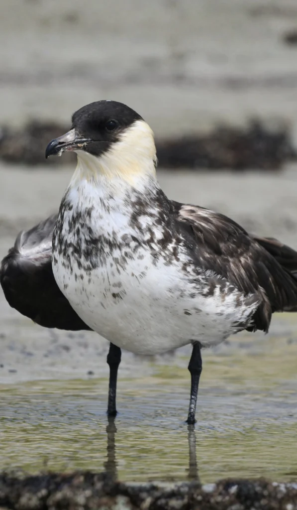 Pomarine Jaeger. Photo by Terry Little, Cornell Lab of Ornithology | Macaulay Library.