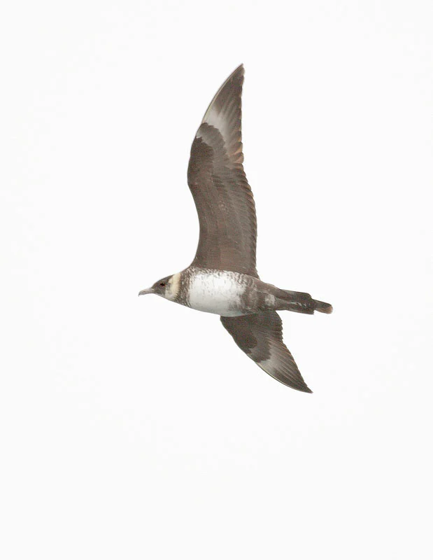 Pomarine Jaeger. Photo by Tom Grey.