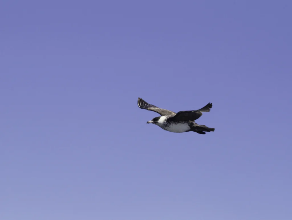 Pomarine Jeager. Photo by Bill Hubick.