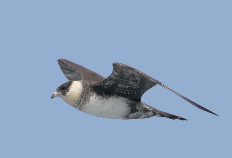 Pomarine Jeager. Photo by Tom Grey.