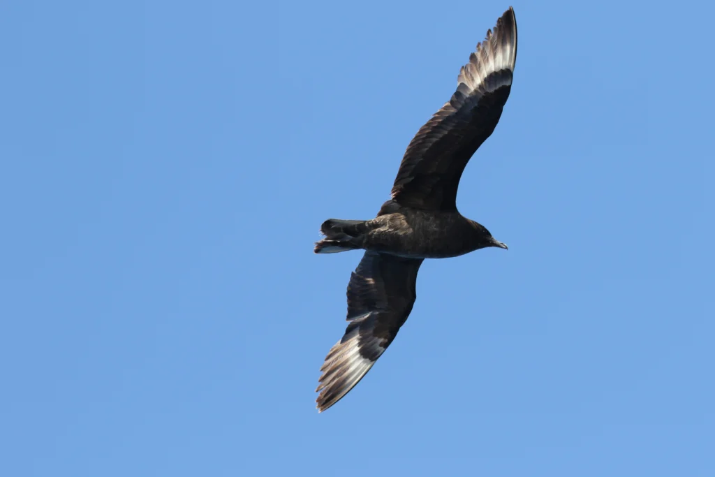 Pomarine Jeager. Photo by Philip Tanimoto.