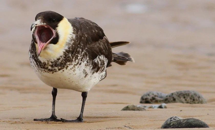 Pomarine Jaeger. Photo by Brian Anderson, Cornell Lab of Ornithology | Macaulay Library.