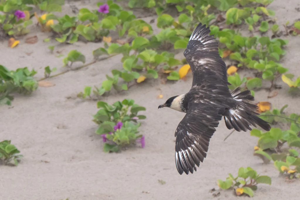 Pomarine Jaeger. Photo by Nick M, Cornell Lab of Ornithology | Macaulay Library.