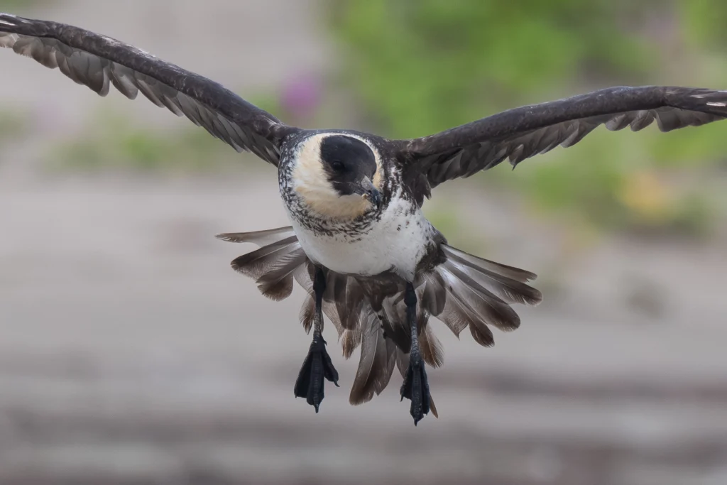 Pomarine Jaeger. Photo by Nick M, Cornell Lab of Ornithology | Macaulay Library.