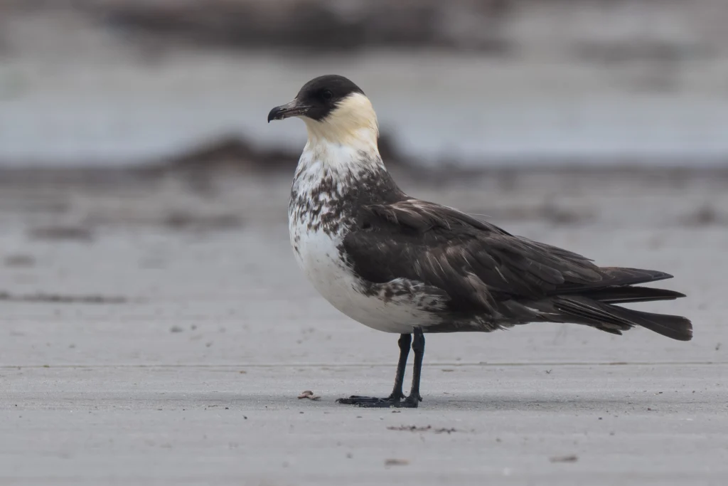Pomarine Jaeger. Photo by Nick M, Cornell Lab of Ornithology | Macaulay Library.
