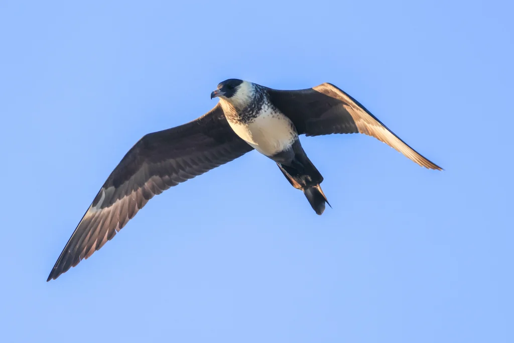 Pomarine Jaeger. Photo by Riley Wyna, Cornell Lab of Ornithology | Macaulay Library.