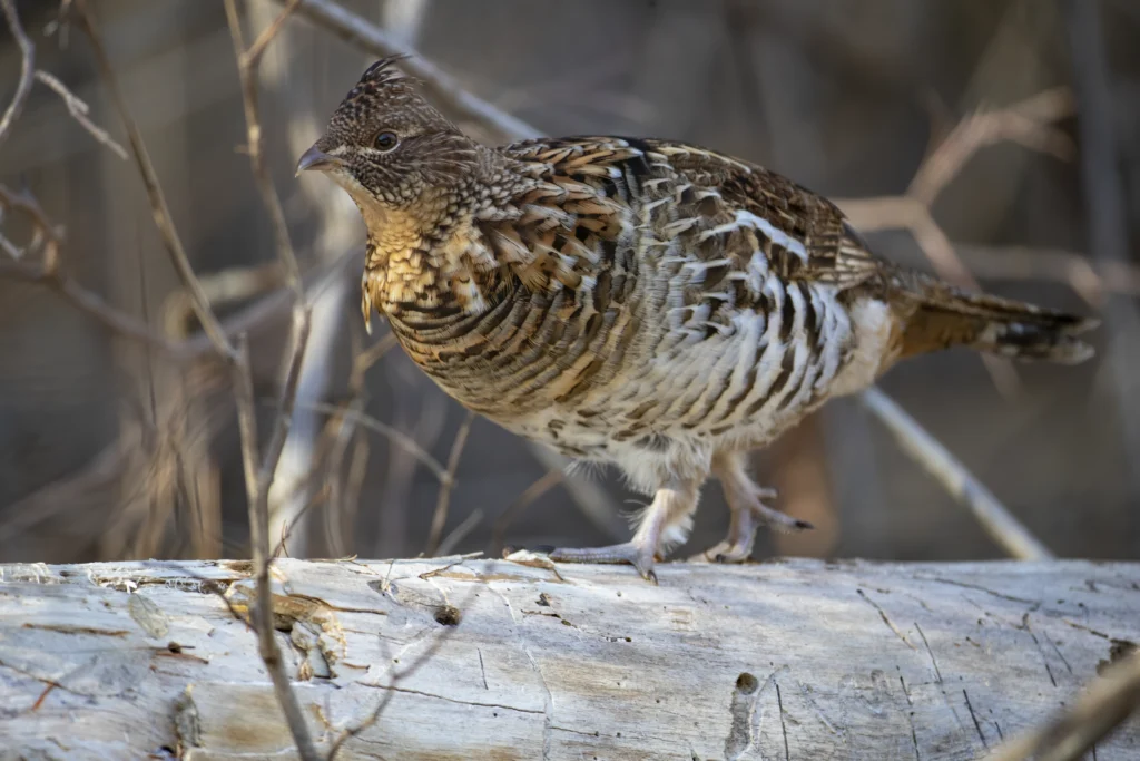 Ruffed Grouse. Photo by Larry Master, masterimages.org.