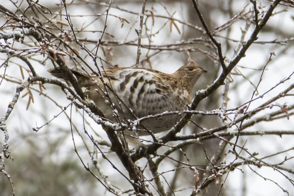 Ruffed Grouse. Photo by Larry Master, masterimages.org.