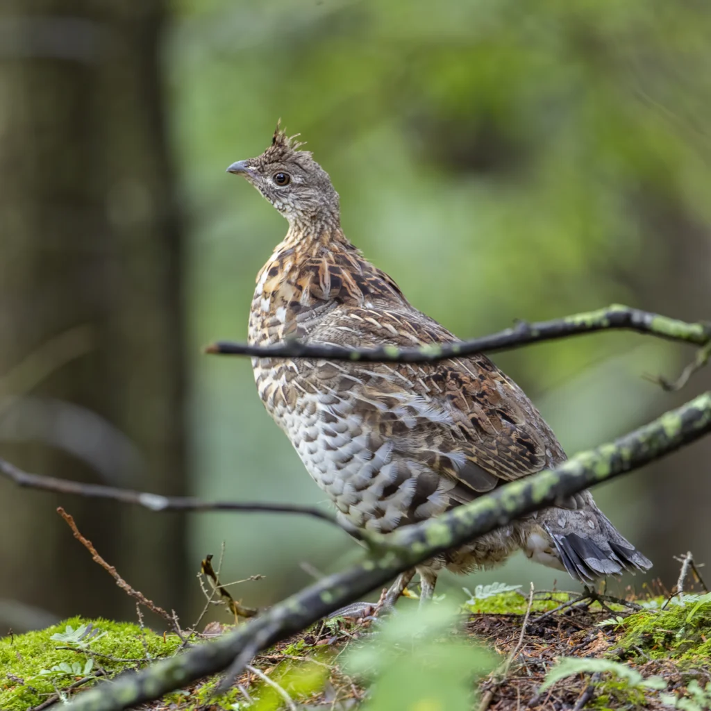 Ruffed Grouse. Photo by Larry Master, masterimages.org.