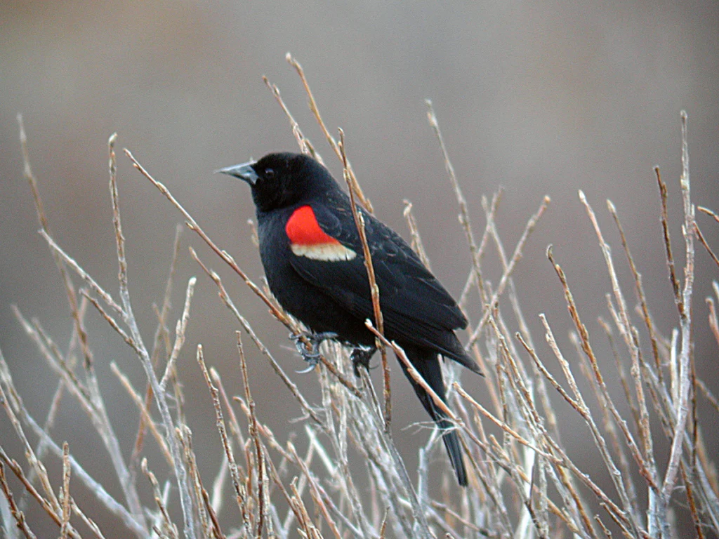 Red-winged Blackbird. Photo by Dan Casey.
