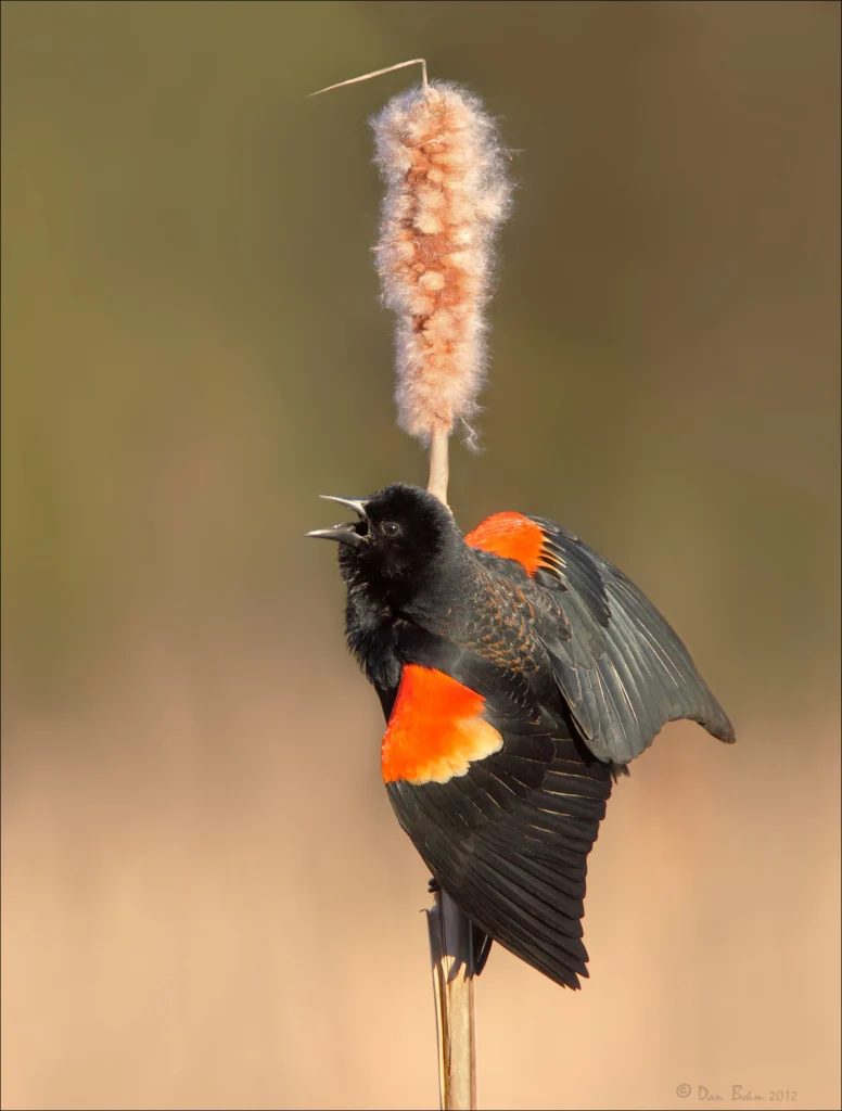 Red-winged Blackbird. Photo by Dan Behm.