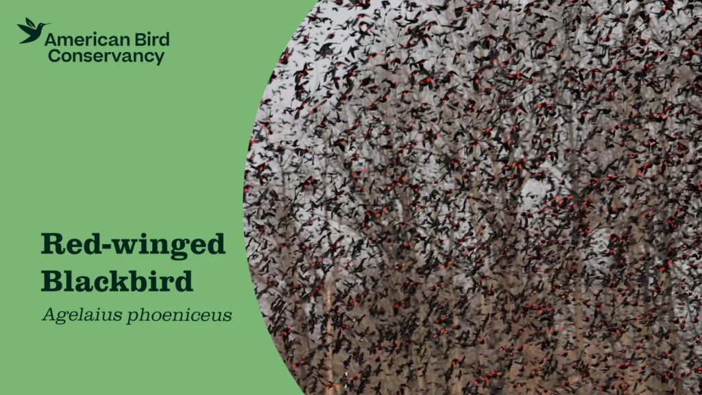 Red-winged Blackbird video