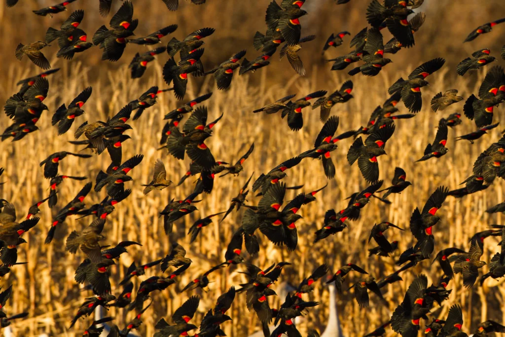 Red-winged Blackbird flock. Photo by Restless Mind Media, Shutterstock.