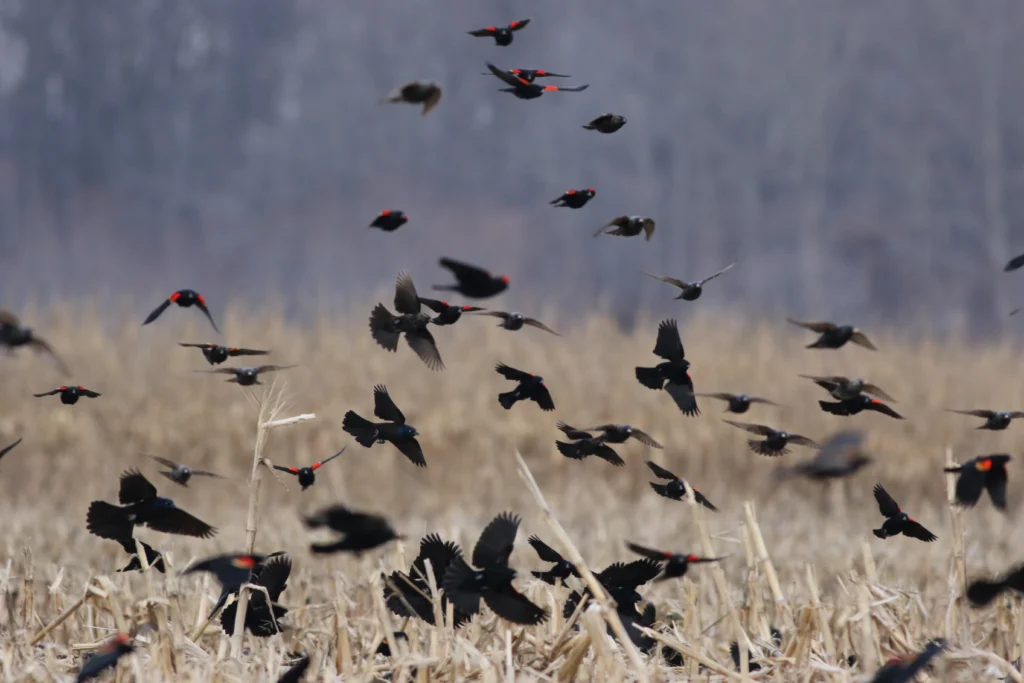 Red-winged Blackbird female. Photo by Mike Parr.