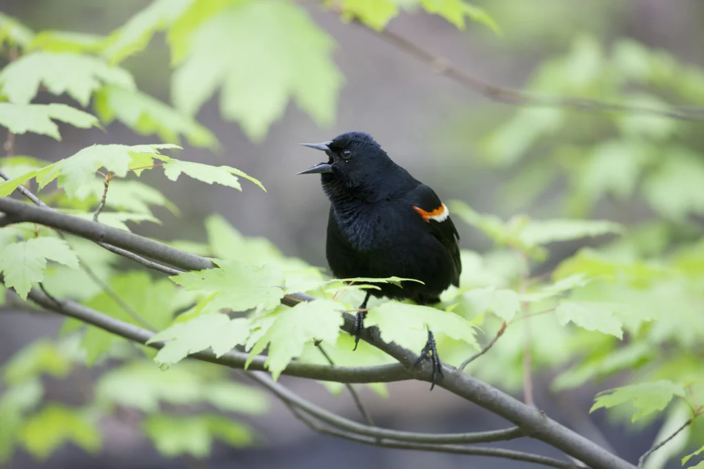 Red-winged Blackbird. Photo by ©Michael Stubblefield.