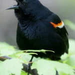 Red-winged Blackbird. Photo by ©Michael Stubblefield.