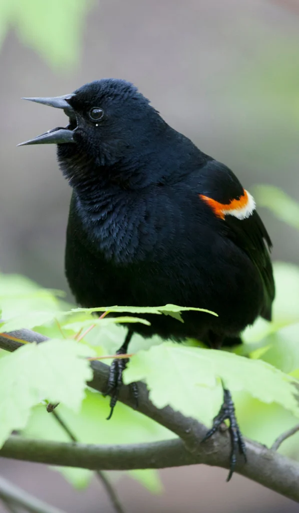 Red-winged Blackbird. Photo by ©Michael Stubblefield.