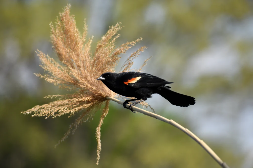 Red-winged Blackbird. Photo by Daisy Cerrada, Shutterstock.