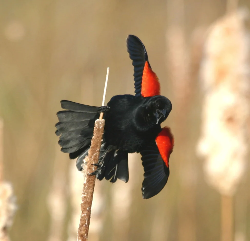 Red-winged Blackbird. Photo by Gary Smyle.