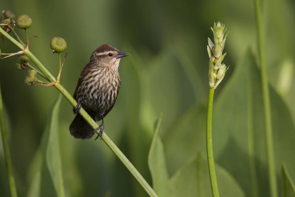 Red-winged Blackbird female. Photo by ©Michael Stubblefield.