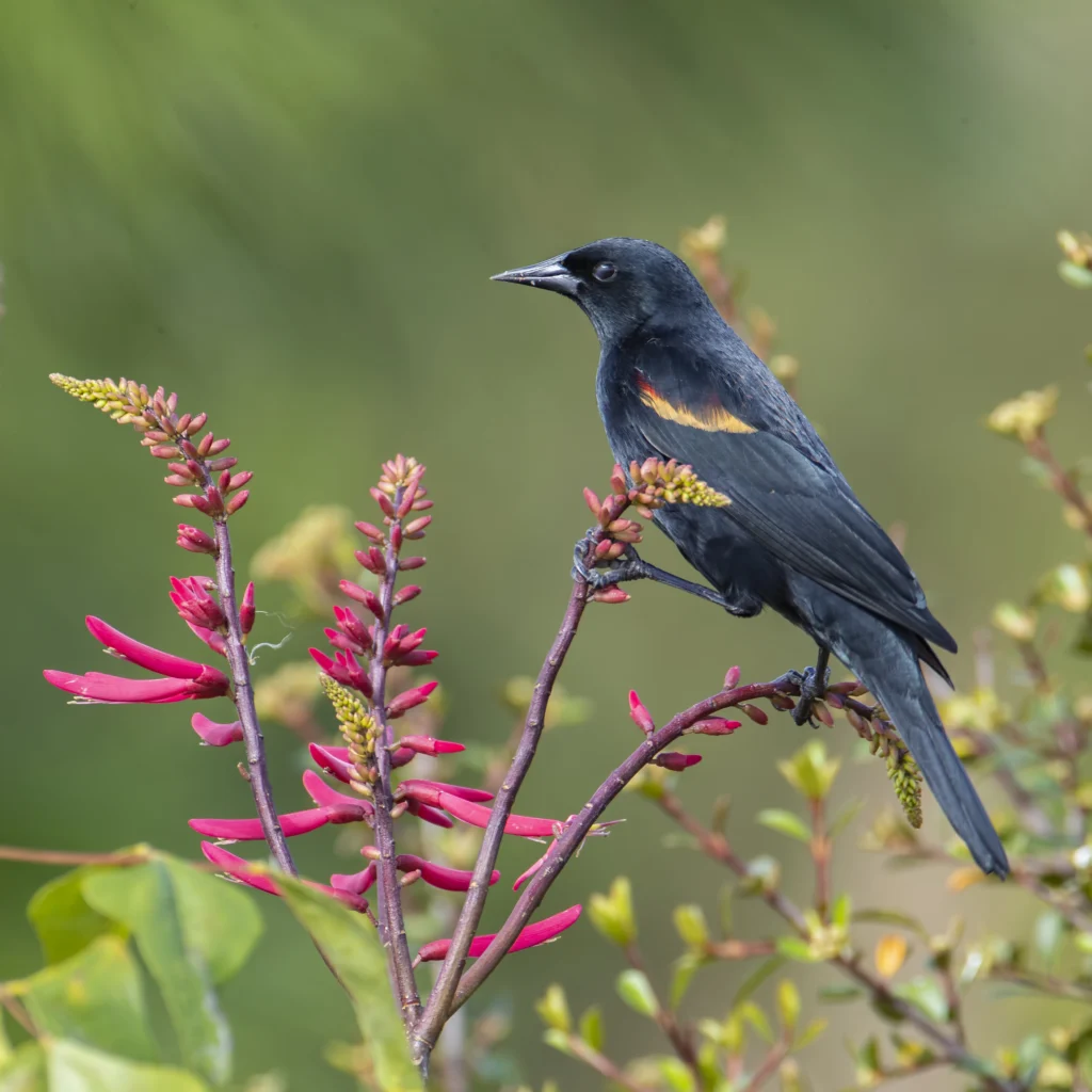 Red-winged Blackbird. Photo by Larry Master, masterimages.org.