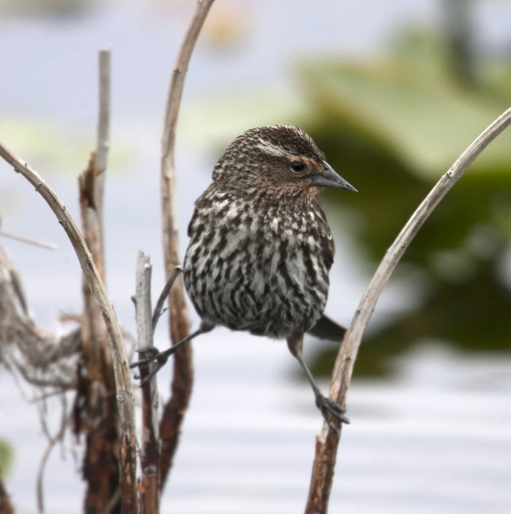Red-winged Blackbird female. Photo by ©Michael Stubblefield.