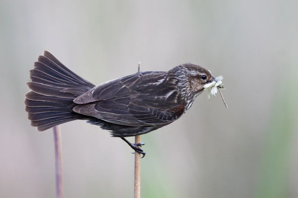 Red-winged Blackbird female. Photo by Larry Master, masterimages.org.