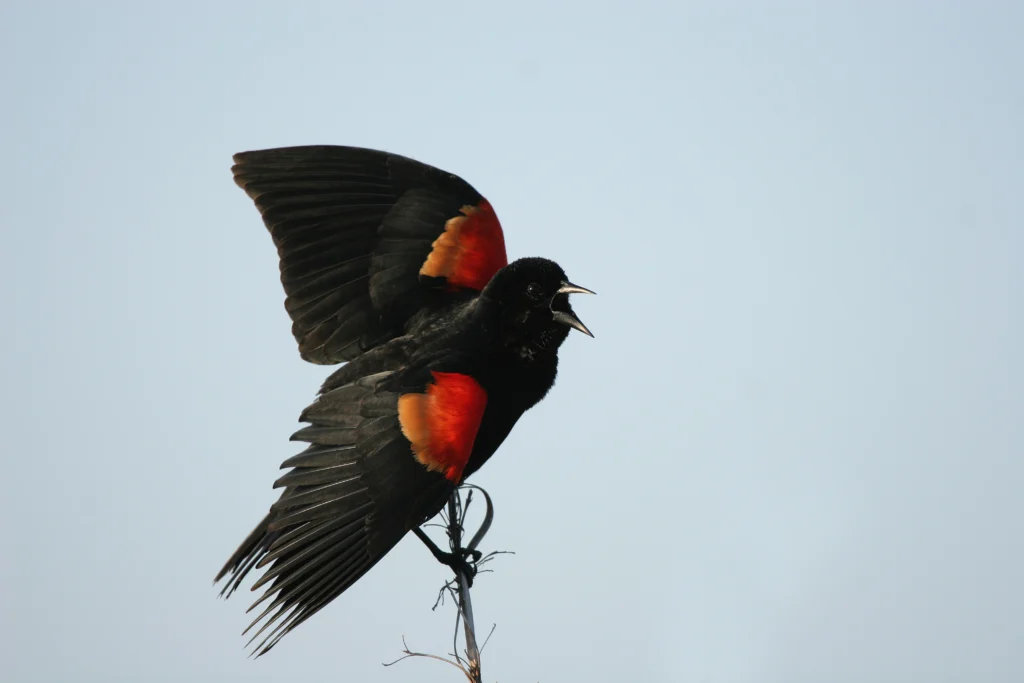 Red-winged Blackbird female. Photo by Martha Marks, shutterstock.