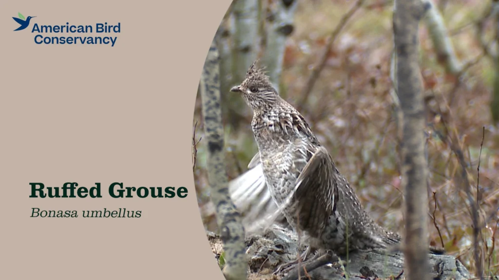 Ruffed Grouse YT Thumb