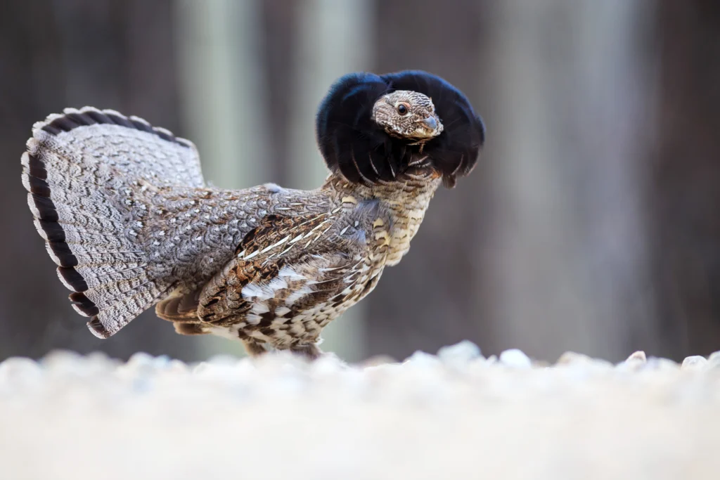 Ruffed Grouse male. photo by Kevin Cass, Shutterstock.