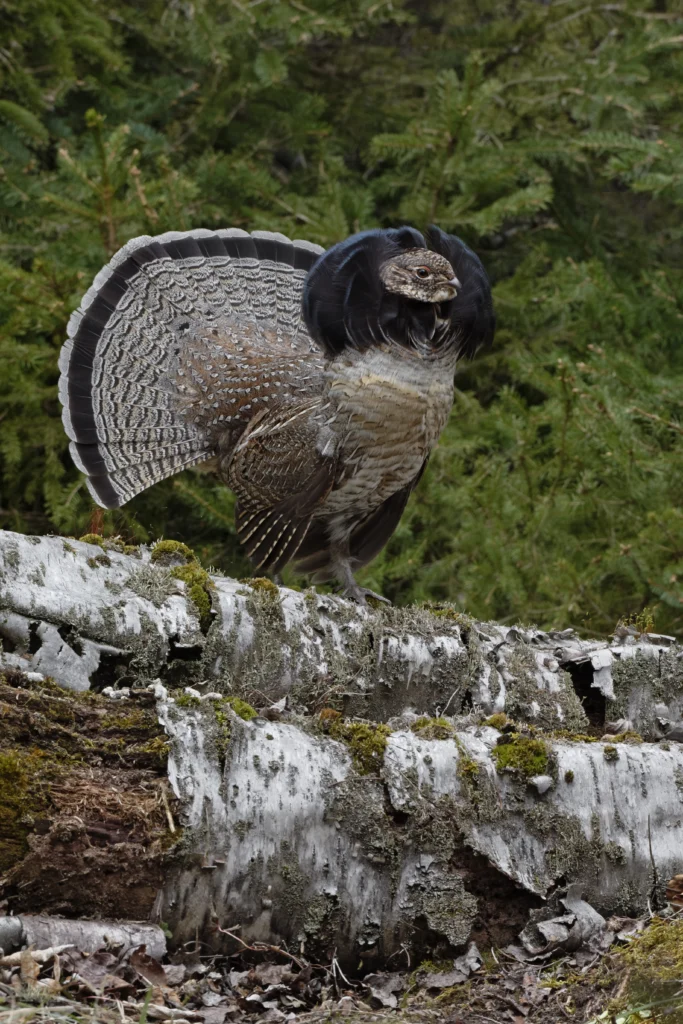 Ruffed Grouse male. photo by Paul Rossi.
