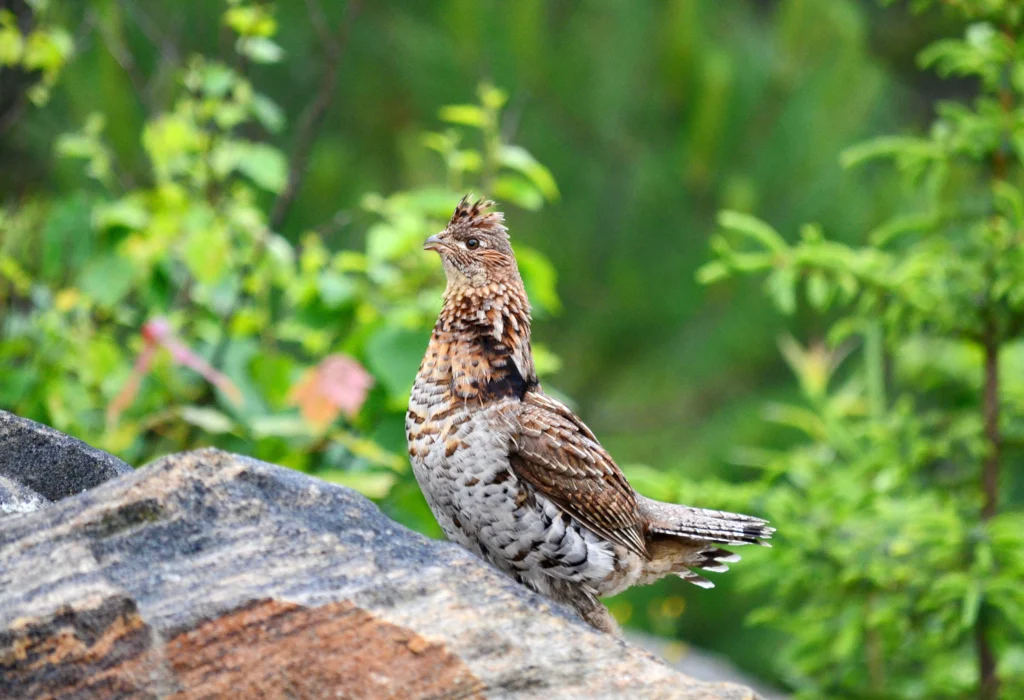 Ruffed Grouse. Photo by Bob Hilsche, Shutterstock.