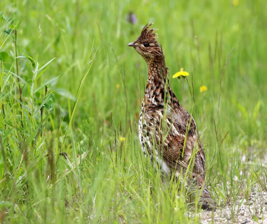 Ruffed Grouse. Photo by Mike Parr.