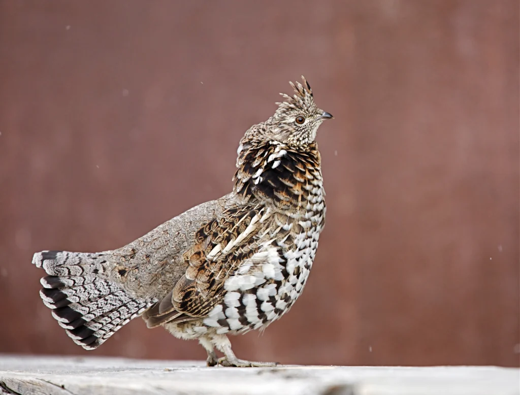 Ruffed Grouse. Photo by Tom Reichner, Shutterstock.